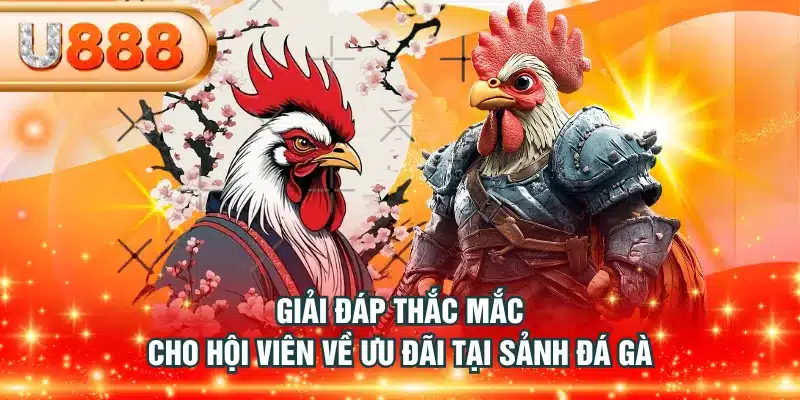 Giải đáp thắc mắc cho hội viên về ưu đãi tại sảnh đá gà